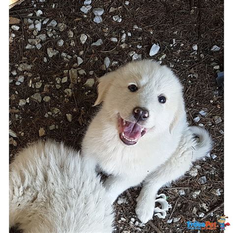 Cuccioli Pastore Maremmano Puri In Vendita A Marliana PT