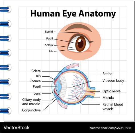 Diagram Human Eye Anatomy With Label Royalty Free Vector