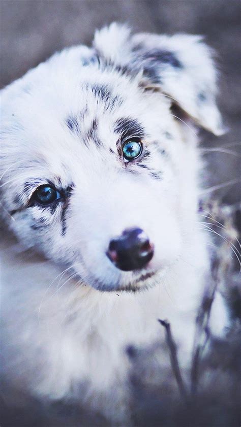 Blue Eyed Puppy Wallpaper - Pets Lovers