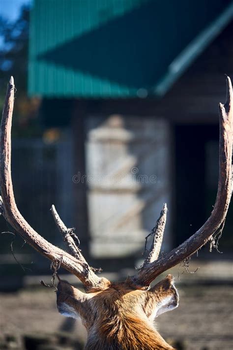 Male Red Deer Cervus Elaphus Largest Deer Species Called A Stag Or Hart