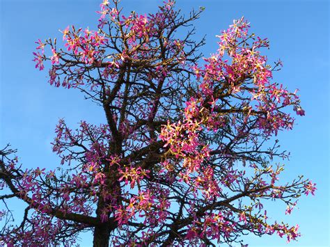 Free Images Branch Blossom Sky Leaf Flower Bloom Escape Spring