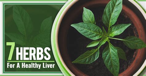 7 Herbs For A Healthy Liver Nutracraft