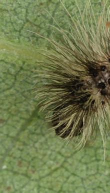 Acronicta Aceris Ahorn Rindeneule