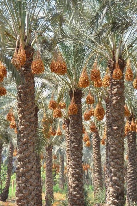 Финиковые пальмы | Dates tree, Trees to plant, Fruit plants