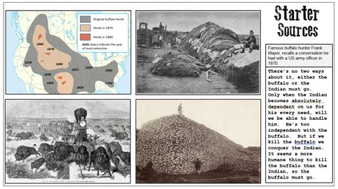 Buffalo Extermination American West Gcse Edexcel History Lesson