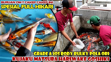 CAKEP EDISI KOI ANTIK FULL HIKARI KUJAKU MATSUBA HARIWAKE GRADE A