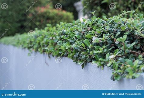 Shrubbery Stock Image Image Of Rural Outdoor Green 86066435