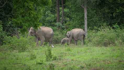 It's easy to see wild elephants in Thailand - Kuiburi National Park ...