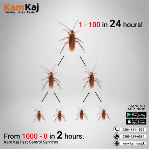 Pest Control Services Kam Kaj Pest Control Services Pest Control