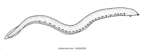 Atlantic Hagfish Myxine Glutinosa Sea Fish Stock Vector Royalty Free
