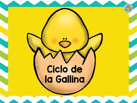 Ciclo De Vida De La Gallina 5 Imagenes Educativas