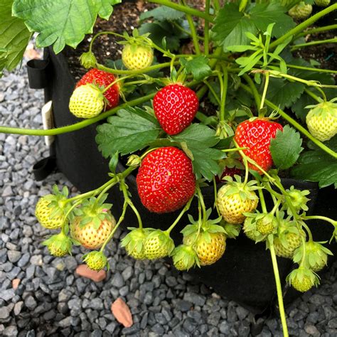 Zelf Aardbeien Kweken Gaat Het Makkelijkst In Een Aparte Moestuinbak