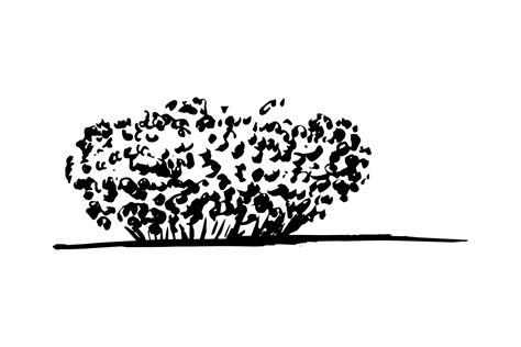 Vector Dog Rose Bush In Sketch Hand Drawn Black And White Bush Sketch