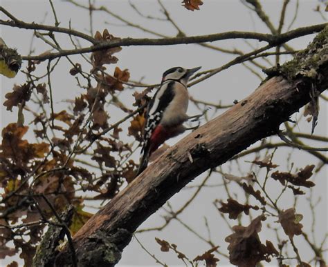 Vroege Vogels Foto Vogels Grote Bonte Specht