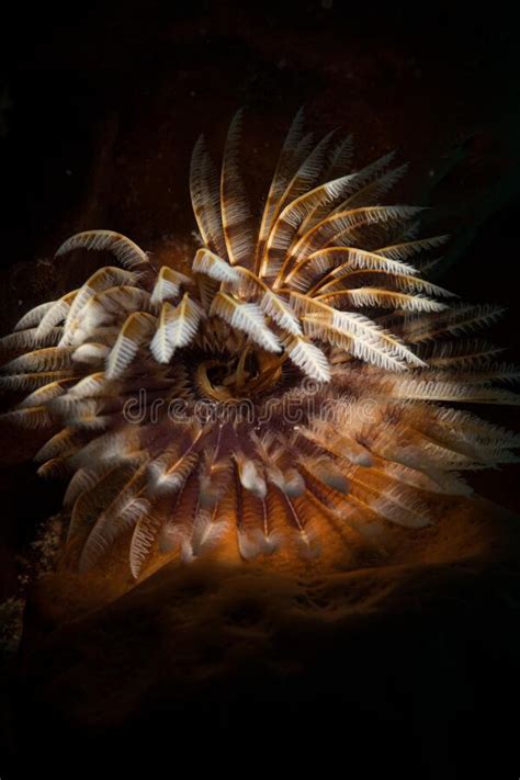 Coral Reefs In The Dutch Caribbean Stock Image Image Of Dutch Nature