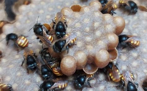 Sesc Sc Saiba Tudo Sobre Abelhas Sem Ferr O Na Live Meliponicultura