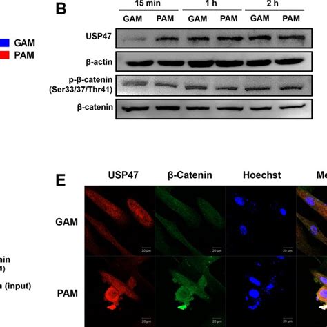pam impeded  catenin degradation  usp regulated  catenin