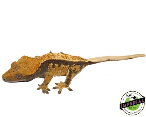 Pinstripe 90 Lavender W Dal Spots Crested Gecko For Sale Imperial