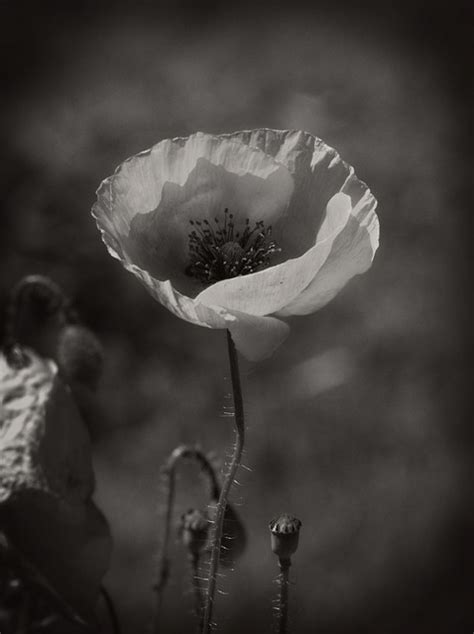 Mohnblume Mohn Schwarz Kostenloses Foto Auf Pixabay Pixabay