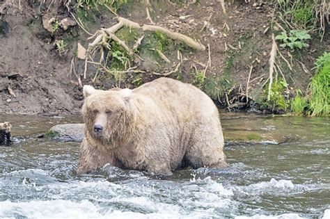 Mama bear easily wins popular Fat Bear Contest | Borneo Bulletin Online