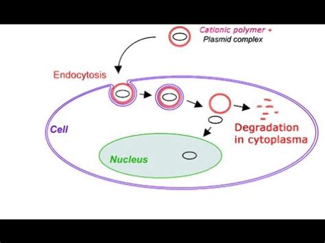 Transfection - Basics, Principle, Mechanism and Optimization of ...