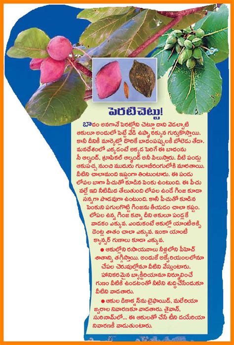 Telugu Web World About Badam Tree Badam Uses And Its Medicinal