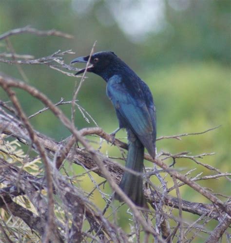 Bird Pictures Spangled Drongo Dicrurus Bracteatus By Kell