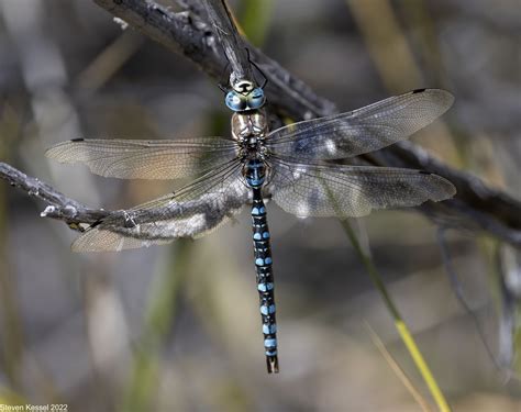 Paddle-tailed Darner — Sonoran Images – From the Back of the Wardrobe
