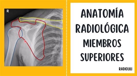 Anatom A Radiol Gica Radiolog A Convencional Miembros Superiores