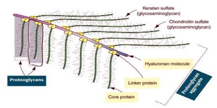 Proteoglycan Assignment Point