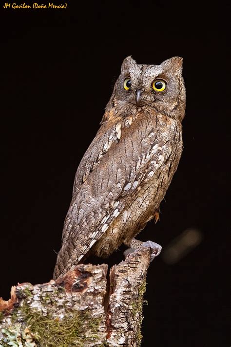 Fotograf A De Naturaleza Jm Gavil N Autillo Europeo Otus Scops