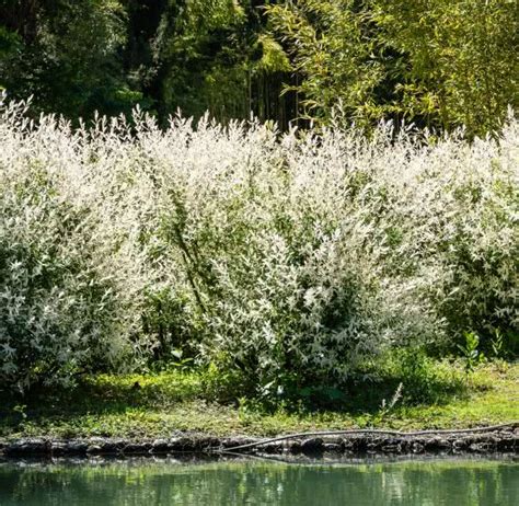 Wierzba Japo Ska W Ogrodzie Sadzenie Przycinanie Piel Gnacja