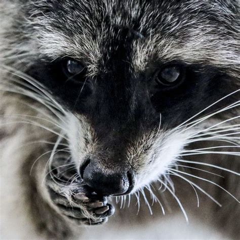 Raccoons and Possums Are the New Internet Animals | Marie Claire