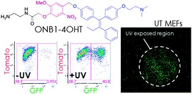 4 Hydroxytamoxifen Probes For Light Dependent Spatiotemporal Control Of