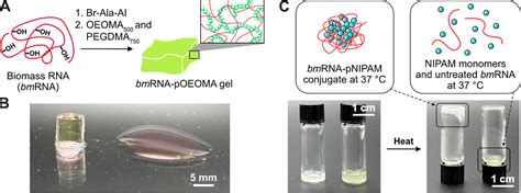 Rna Polymer Hybrids Via Direct And Site Selective Acylation With The Atrp Initiator And