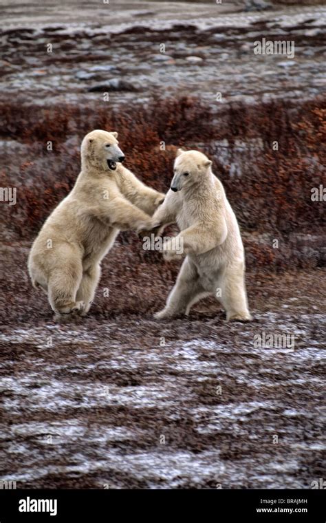 Polar Bear Close Encounter As Bears Play Fight Next To Tundra Buggies