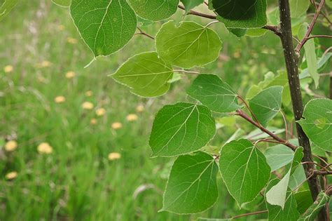 Poplar Tree Identification