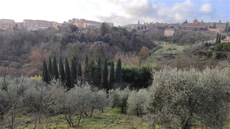 Siena Trovati Resti Di Caprioli Sbranati Dai Lupi Nella Vallata Di