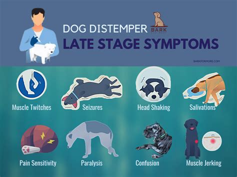 All The Things You Must Know About Distemper In Dogs | Bark For More