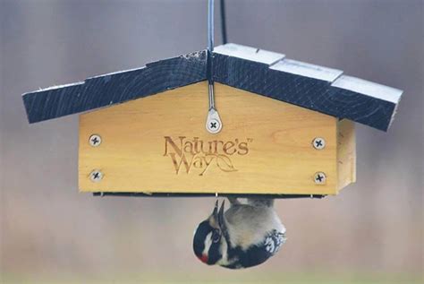 Upside Down Suet Feeder Bird Watching Hq