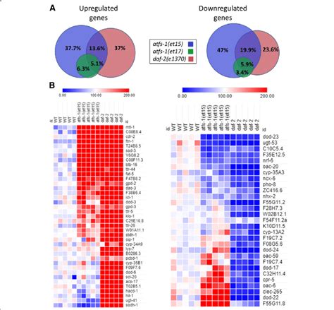 Gene Expression Changes In Gain Of Function Atfs 1 Mutants Exhibit