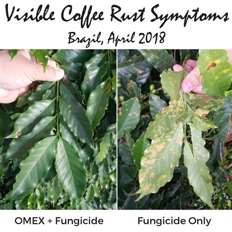 Have you got symptoms of coffee rust? - OMEX Agrifluids