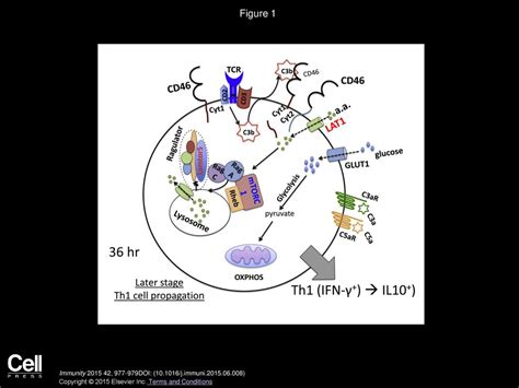 Complementing T Cells Functions Bringing In Metabolism Matters Ppt