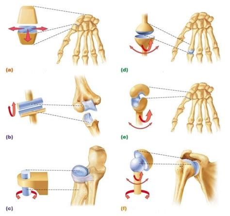 Types Of Synovial Joints Labeling Diagram Quizlet