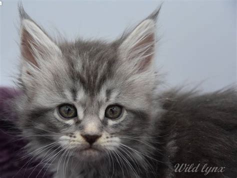 A vendre une femelle Maine Coon bleue silver blotched tabby âgée de