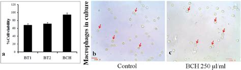 In Vitro Cytotoxicity Assessments A Mtt Assay Showing Viability