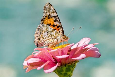 Melancolía carga Obligar que comen y donde viven las mariposas monarcas