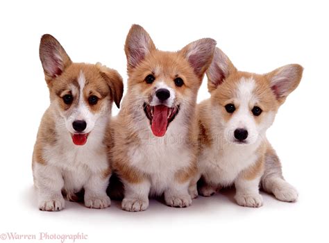 Dogs Pembrokeshire Welsh Corgi Pups Photo Wp00328