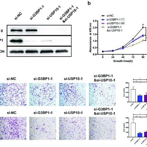 Pdf Loss Of Ras Gtpase Activating Protein Sh3 Domain Binding Protein