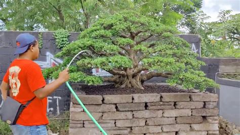 Bonsai Tahap Penyuburan Youtube